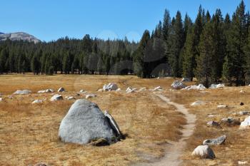 Fields, stones and woods  in Yosemite national park