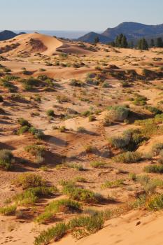 Reserve Coral Pink sand dunes in the U.S.. Low bushes prominently stand out against a pink-orange sand