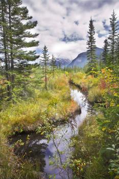 Cold stream in mountains of Canada among multi-coloured autumn grasses