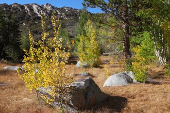 Amazingly beautiful autumn landscape - trees with colorful foliage and large rocks - boulders in the bright yellow grass