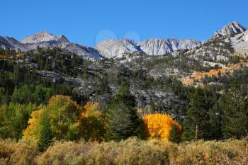 Magnificent multicolored autumn in the mountains of California. Noon, yellow, green and orange colors of mountain plants
