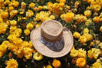 Fashionable ladies' straw hat left on the field of flowers
