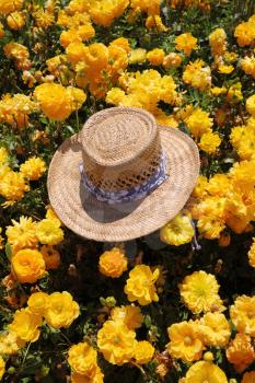 The elegant straw hat is forgotten by the tourist in the field of yellow flowers
