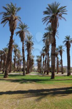 Avenue in the palm grove in the oasis Furnace Creek in Death Valley