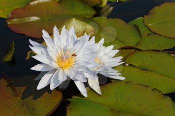 Two white water lilies in large coriaceous leaves on a sunny day