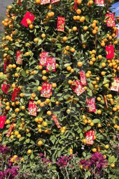 Traditional Chinese New Year's tangerine-tree with congratulations and wishes