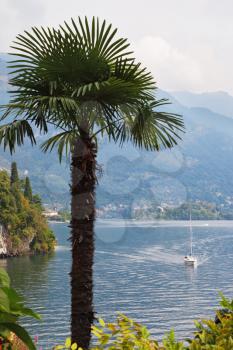 Lake Como in the misty haze. Magnificent tree in park on the shore - Villa Balbianella
