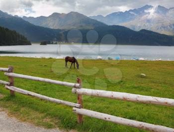 Rural fence along the lake shore. Sleek thoroughbred bay horse grazing near the moored yachts
