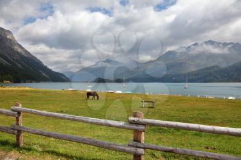 Rural fence along the lake shore. Sleek thoroughbred bay horse grazing near the moored yachts
 The Swiss Alpes, early autumn