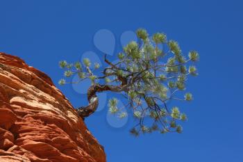 The famous Jumping Tree or Jerky tree at the U.S. National Park Zion