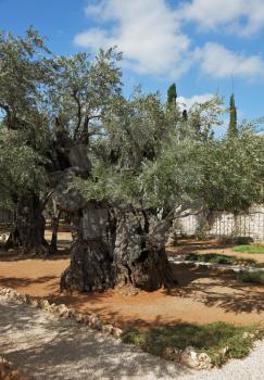 The great city of Jerusalem. Garden of Gethsemane.Thousand-year olive trees