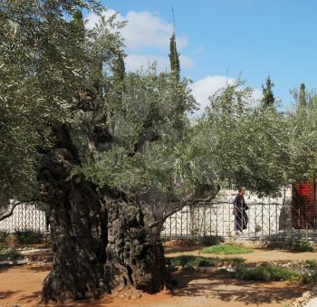 Jerusalem. The monk in the Gethsemane garden