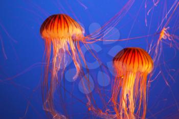 Magnificent bright exotic jellyfishes in an aquarium of an aquapark of Vancouver