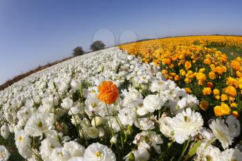 Magnificent field of orange and white buttercups on a sunset, photographed by an objective  the Fish eye 