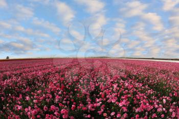 A beautiful field of pink garden ranunculus  and bright cloudy sky
