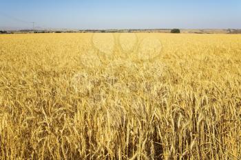 Yellow field of ripe wheat in serene day