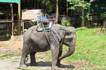 Good trained elephants with special seating area for tourists on their backs