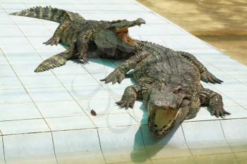 Two hungry crocodiles with open mouths in expectation of a forage
