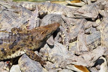 A huge pile of well-fed predatory crocodiles basking in the sun