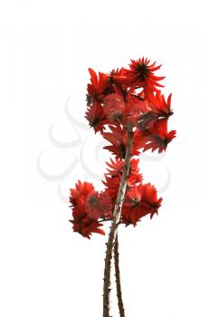 A branch of a southern tree with bright red ???????? on a white background