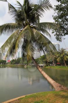 The palm tree was bent over lake. Park in the center of Bangkok