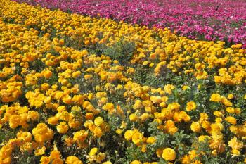 Charming field of yellow and pink buttercups- ranunculus. Israel
