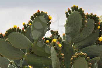 Exotic huge cactus in desert. A bright sunny day