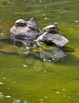  Turtles have a rest on stones in the middle of lake in the Japanese park, in ????????, the USA