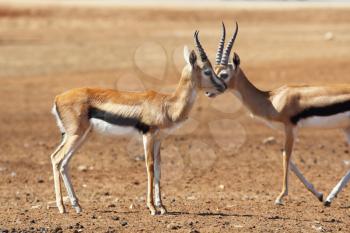 Two graceful gazelle Thomson with striped horns is going to meet on a sunny meadow