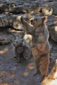 Brown bears feel in Safari park very well. They entertain themselves, and visitors to the park and get a tasty treat