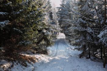 Winter road to wood. The trees covered with snow and ski traces on snow