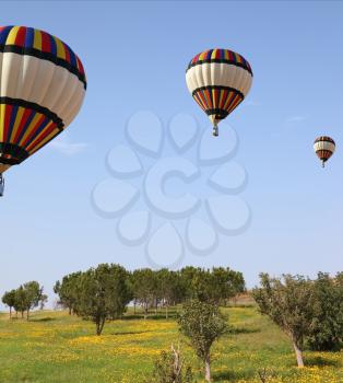 Three large bright balloons with a passenger basket fly by over spring blossoming fields

