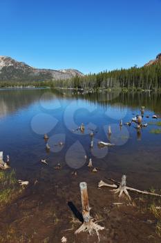 A quiet lake in the mountains, surrounded by forest and dry stumps and snags