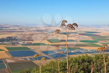 Blooming Isreel Valley in Israel. Green, yellow and sky-blue field, were photographed from the hill Gilboa