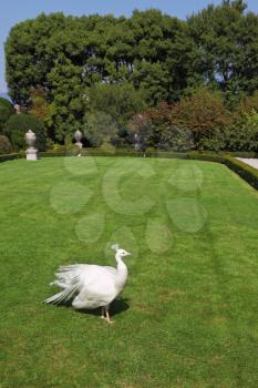 Regal white peacock. This luxury park on an island in Lake Maggiore in northern Italy