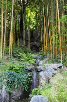 Traditional Japanese park on the bank of the Italian lake. A stream in a bamboo grove
