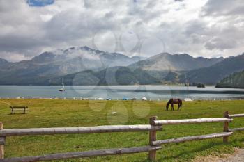 The well-cared bay horse is grazed behind a fencing on coast of mountain lake.