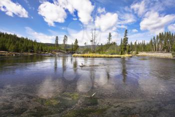 The river Gibbons it is smoothly bent in Yellowstone national park