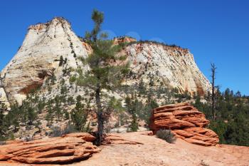The picturesque hills of striped sandstone and low pine Zion National Park in the U.S