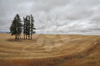 Montana field after harvest. Several pine trees swaying in the wind and waiting for rain
