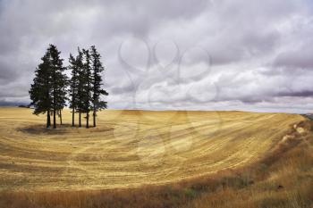 Huge field in state of Montana after a harvest.