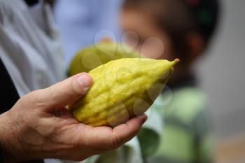 Hand holding citrus. Religious Jews chooses ritual plant - citron- on the bazaar on the eve of Sukkoth.
September 22, 2010, Sukkoth market, Bene Brak, Israel