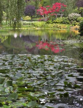  A pond covered by leaves of a lily and surrounded by blossoming bushes and weeping willows