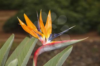 Exotic southern flower Strelitzia in tropical park in Israel