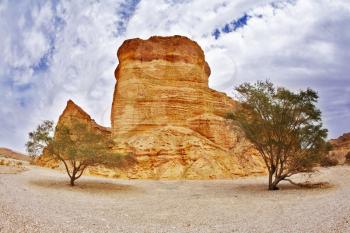 Picturesque landscape in stone desert. Two trees and a red rock