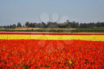 Magnificent buttercups for export. A farm on cultivation of buttercups. Israel