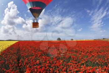 Balloon flight. Tourist, stunned the beauty of nature in scenic gondola of the balloon. Field of blooming buttercup