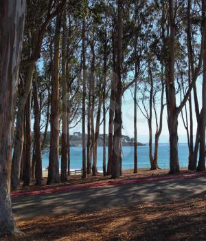Small picturesque grove on Pacific coast. Warm serene autumn day