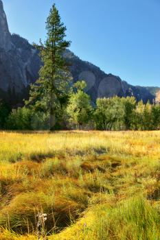 Magnificent glade with a yellow grass in valley Yosemite park. October, early morning