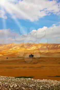 Desert Sinai in the  morning in December